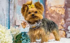 Our magnificent dog boutique offers professional grooming services in addition to the. Teacup Yorkie Life Expectancy How Long Do They Live Tdt