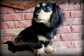 Black And Cream Dachshund Black And Cream Longhair Dachshund Elegant Dachshunds Animales