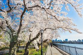 Some families do visit during their. April In New York Weather What To Pack And What To See