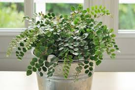 Image result for Pellaea dura