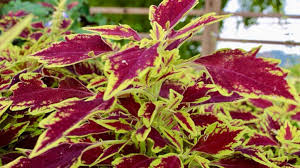 Image result for Coleus guerkei