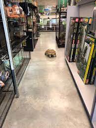 Exotic pets need love, too. Exotic Pets Las Vegas Visit Reptiles Amino