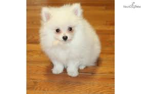Lucky White Video Pomeranian Puppy For Sale Cute Pomeranian Pomeranian Puppy