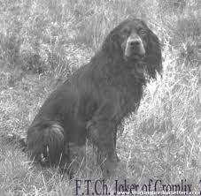 German shepherds, labrador retrievers, golden retrievers, boxers, yorkshire terriers, designer breeds and more! Working Gordon Setters Field Trial Dogs In The Uk