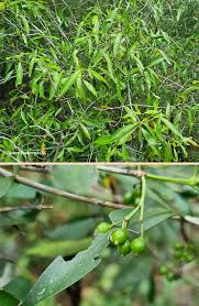 Image result for Coptosperma