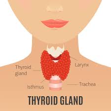 If left untreated, hyperthyroidism can cause serious problems with the heart, bones, muscles, menstrual cycle, and fertility. Thyroid 101 And How To Fight Imbalances With Proper Nutrition