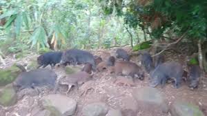 Mencius, circa 4th century bce. æ›¾æ–‡æ°´åº« å±±è±¬å³¶ Youtube