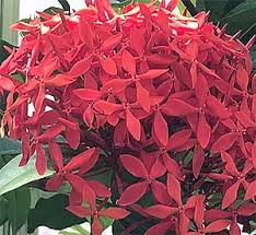 Image result for Ixora nana