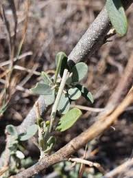 Image result for Cadaba farinosa