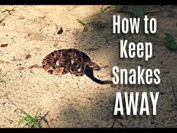Likewise, if your yard is full of unrestricted rodent holes, you're more or less inviting snakes into the area. How To Keep Snakes Out Of Your Yard This Summer Youtube