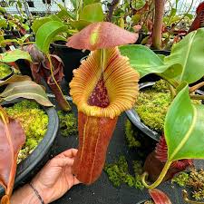 Image result for Nicolasia nitens