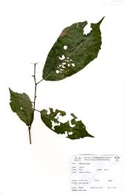 Image result for Celtis zenkeri