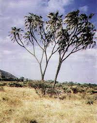 Image result for Hyphaene