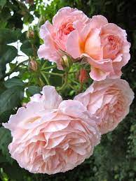 Jun 06, 2021 · chacun s'échauffe comme il veut, mais là c'est assez particulier. Rosier Princesse Charlene De Monaco Meidysouk Jardin Rose Varietes De Roses Belle Rose