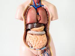 Name of parts of the body. Seven Body Organs You Can Live Without