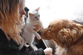 This article explains everything you need to know! Pet Insurance Guides Compare The Market