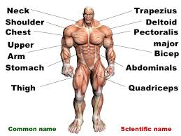 Field guide to the human body however, once you know that muscle names are latin phrases, you can use them as shortcuts to. Afrika Zenklas Miestas Leg Muscles Names Yenanchen Com