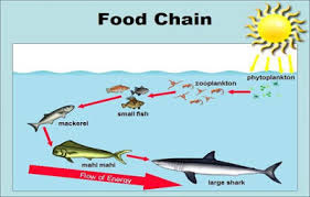 Rantai makanan jaringan makanan predasi dan simbiosis ayasesora98. 15 Contoh Rantai Makanan Di Laut Gambar Dan Penjelasannya