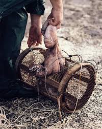 Özellikle nasa'nın perseverance'ı (azim, sebat) kamuoyunda dikkat çekiyor. Pesca Artesanal Del Pulpo En Que Consiste Y Cuales Son Las Tecnicas