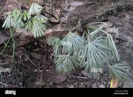 Image result for Actiniopteris radiata