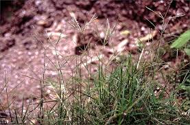 Image result for Cynodon aethiopicus