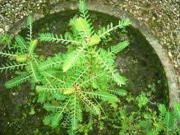 Ambejoss merupakan ramuan yang terbuat dari daun ungu pilihan yang dicampur dengan sirih mereah kunyit putih sehingga ambejoss memiliki beberapa khasiat sekaligus selain mengatasi ambeyen seperti anti inflamasi, antibiotik alami. Pokok Ubat Berak Berdarah Rawatan X