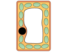 The nucleus contain blank_startgenetic informationblank_end and controls what the cell does. Ks3 To Gcse Transition Functions And Parts Of A Plant Cell Quiz