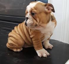 Adoption foster either adoption or foster. English Bulldog Puppy For Sale Adoption Rescue For Sale In Boston Massachusetts Classified Americanlisted Com