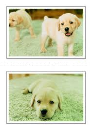 Lab & friends cheats, cheat codes, walkthroughs, guides, . Fotos Oficiales De Nintendogs Video Game Systems Information