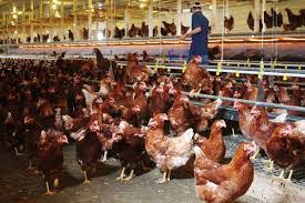 Terdapat beragam jenis varietas hibrida, dan golden comet merupakan salah satu yang sebagai salah satu ayam yang dipelihara dengan tujuan ganda, maran dapat menjadi petelur atau pedaging. Lokasi Kandang Ayam Petelur Paling Bagus Ayambangkok Org 2021