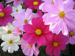 Your flowers stock images are ready. File Various Flowers Jpg Wikipedia