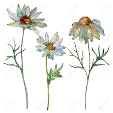 Email a photo of your art: Daisy Floral Botanical Flower Wild Spring Leaf Wildflower Isolated Stock Photo Picture And Royalty Free Image Image 118196549