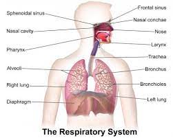 Maybe you would like to learn more about one of these? Respiration Types Of Respiration And Anatomy Of Human Respiratory System Online Biology Notes