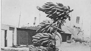 Reframing History: Bananas : Throughline : NPR