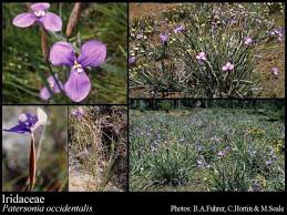 Image result for Iridaceae