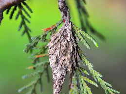 Check spelling or type a new query. Master Gardener Dealing With Pesky Bagworms Home Garden Tulsaworld Com