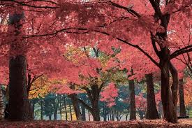 Oct 23, 2021 3:00 pm to oct 23, 2021 8:00 pm. Pin On What To Do In Seoul