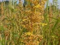 Image result for Dysphania schraderiana