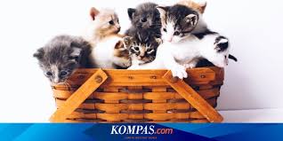 Bumn paramedik veteriner / bumn paramedik veteriner : Pakar Ipb Bagikan Tips Merawat Kucing Bagi Pemula Halaman All Kompas Com