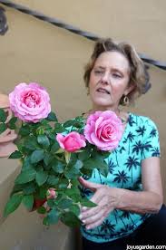 Here are a few tips on how to grow a miniature rose bush outdoors in your flower garden. See How Easy It Is To Prune Miniature Roses