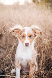 Where is happy tails puppies located. Happy Tails Remy And Rye The Mini Australian Shepherds Laptrinhx News