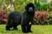 Bernese Mountain Dog