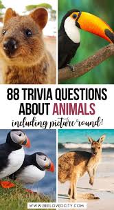 Read on for some hilarious trivia questions that will make your brain and your funny bone work overtime. The Ultimate Animal Trivia Quiz 88 Questions And Answers About Animals Wildlife Beeloved City
