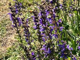 Ne esistono però anche di caratterizzate da steli più lunghi, molto utili da inserire in vasi sospesi, creando bei contrasti con petunie o gerani. Salvia Dei Prati Aromatica Selvatica Natura In Mente Calliopea