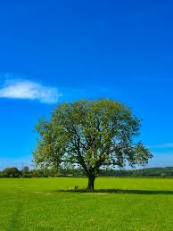 «sarkozy n'a pas tué le front national». Lequel Du Chene Ou Du Bambou Est Le Plus Resilient