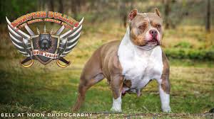 Giant, xxl, extreme, blue bully pitbulls will be dropping march 14th! Monster Bullies South Africa Home Facebook