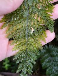 Image result for Abrodictyum rigidum