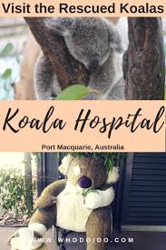 Visit The Rescued Koalas Koala Hospital Port Macquarie Australia Who Do I Do Australia Travel Port Macquarie Koala