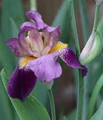 Purple Flower Names Enlisted With A Beautiful Photo Gallery Flower Names Purple Flower Names Purple Flowers