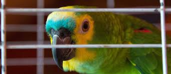 Check spelling or type a new query. Ciri Ciri Burung Stres Penyebab Dan Cara Mudah Mengatasinya Pintarpet